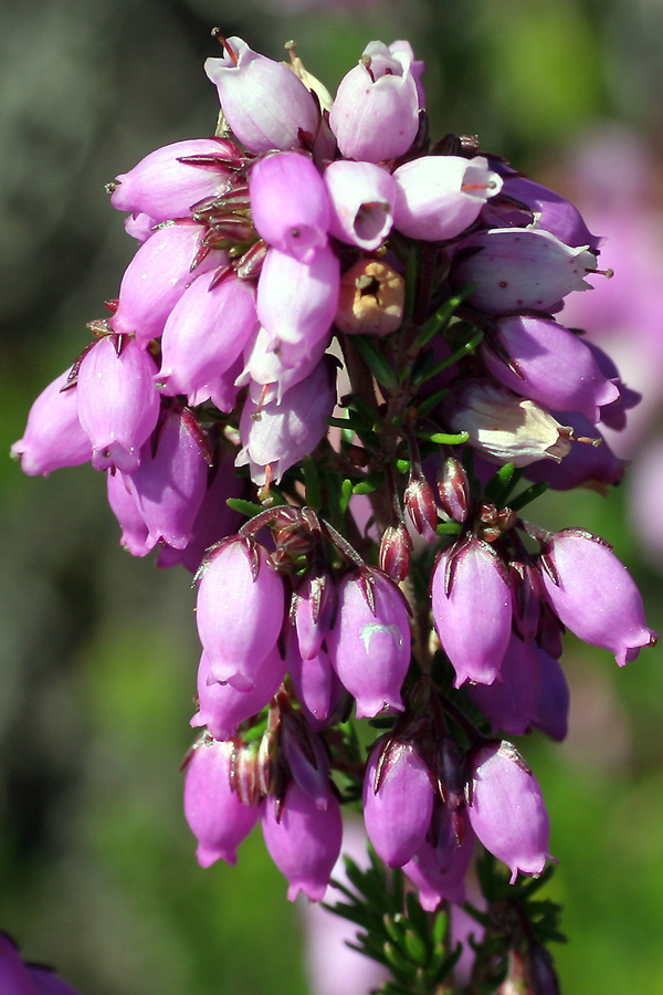 Erica cinerea L. / Erica cenerina.